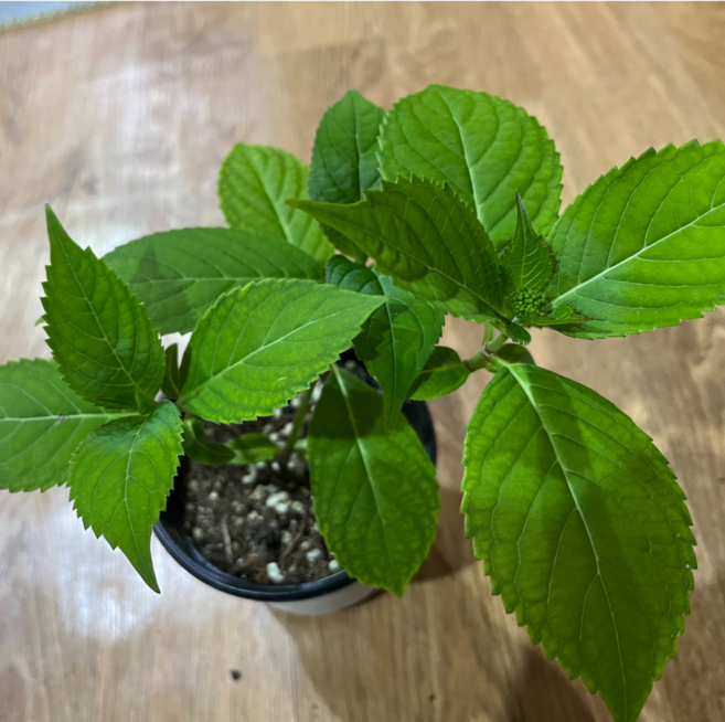 [숲을그리다]자연이 주는 선물 산수국 아름다운꽃 수국 반그늘식물, 1개, 소품