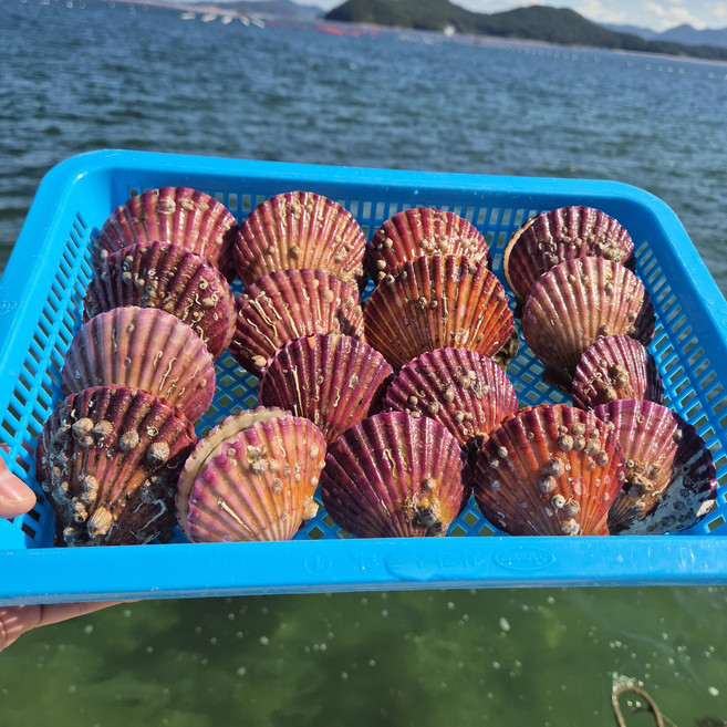 신선통통 홍가리비, 1개, 1kg
