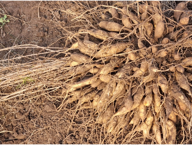 천문동 담금주용 3kg, 1개