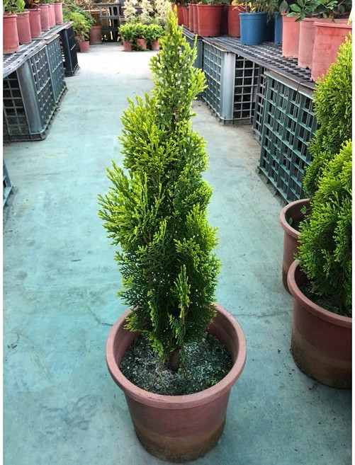 霏霏園藝 黃金扁柏 5-6吋盆, 1個