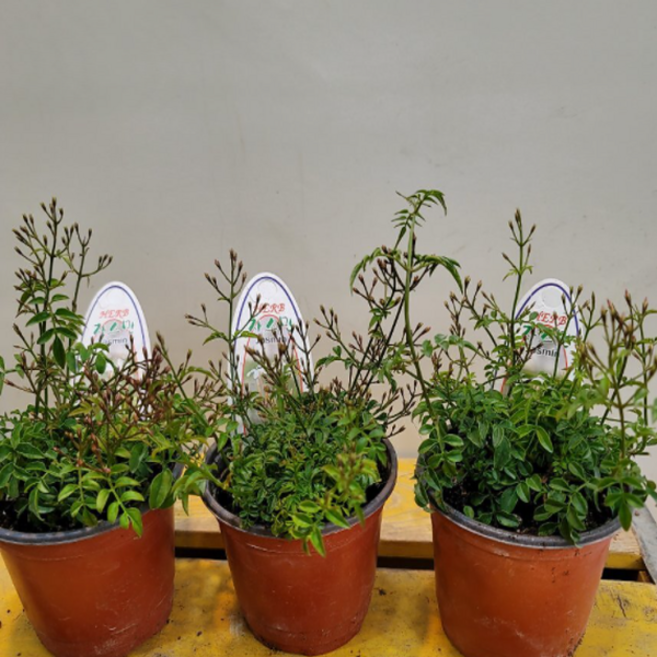 흰색학자스민(사랑의향기) 부부침실에 놓으면 좋다고해요, 1개