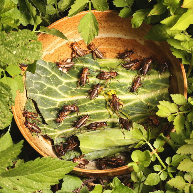 쌍별 귀뚜라미 파충류 양서류 먹이, 100개, 중