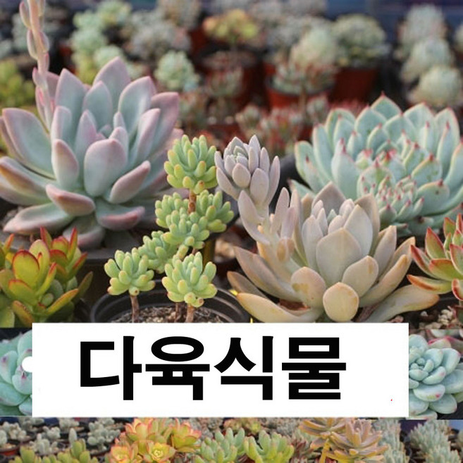 다육이 미니다육 바위솔 와송 홍미인 다육식물 선인장 다육화분, 7.누다, 1개
