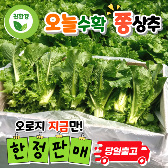 국내산 상추 쫑상추 청상추 포기상추 절이지상추 상추순, 1개, 1kg
