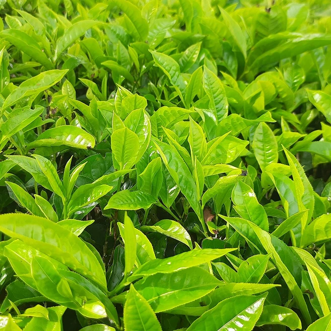 그린티 F.O (알러지 프리), 1개, 10ml - 쿠팡