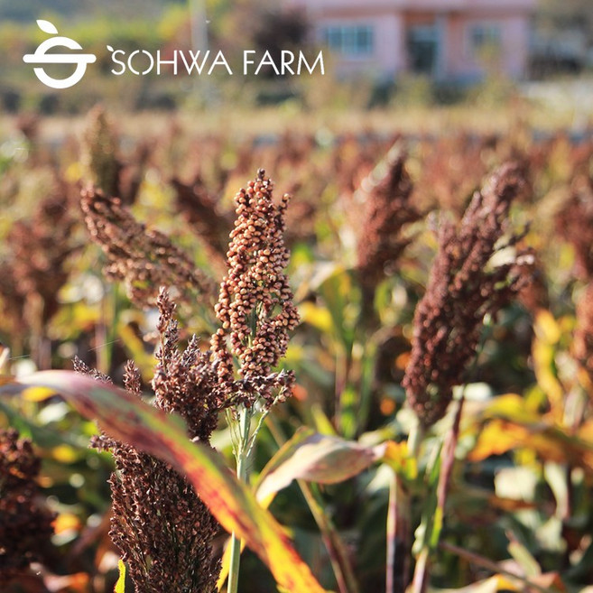 10kg코너 2025년 국산 햇 피수수 10kg 통 수수 껍질있는수수, 10kg, 1개