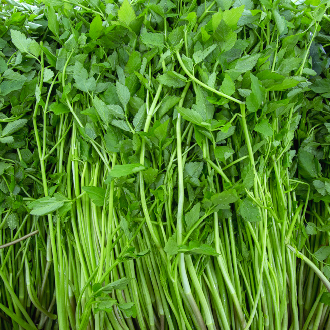 [2월한정특가] 최고원물보장 산지직송 청도미나리 (특품), 1개, 200g