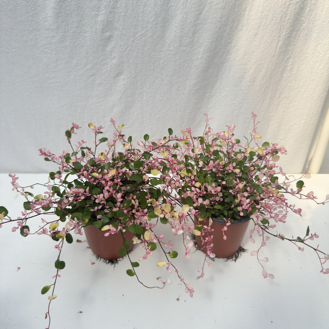 핑크트리안 트리안 행잉식물 수경식물 공기정화식물, 2개