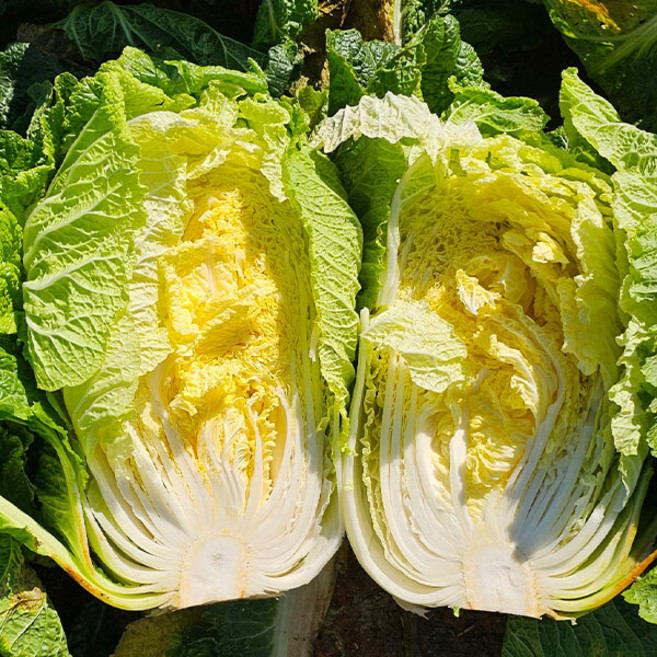 맛있는 강원도 절임배추 김장김치 배추 양념 10kg, 절임배추 10kg
