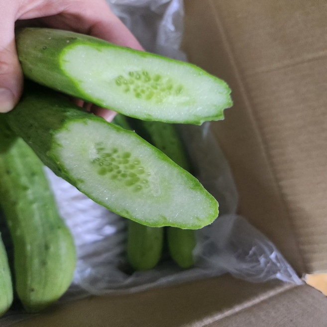 백오이 오이지용 오이 백다다기오이 조선 피클용 장아찌용 못난이 특품, 1개, 10kg