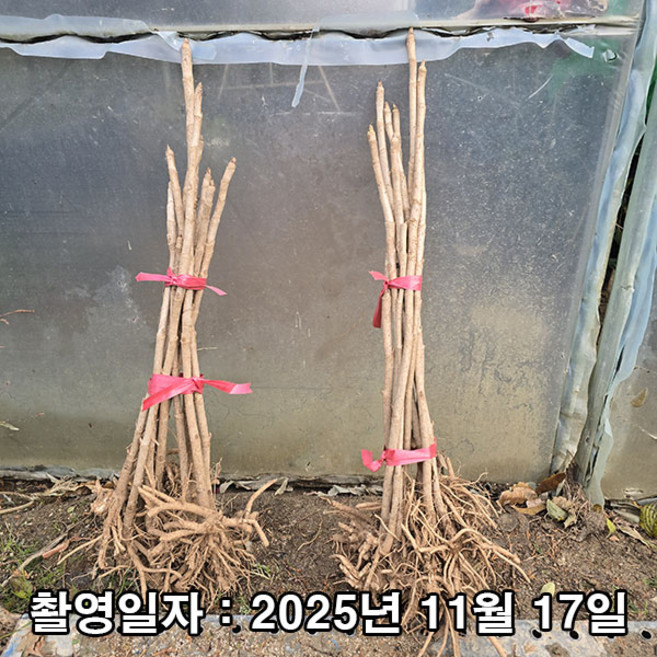 충주원예조경 / 민두릅나무 / 근삽2년 / 1등묘, 민두릅(상묘), 2년생, 1개