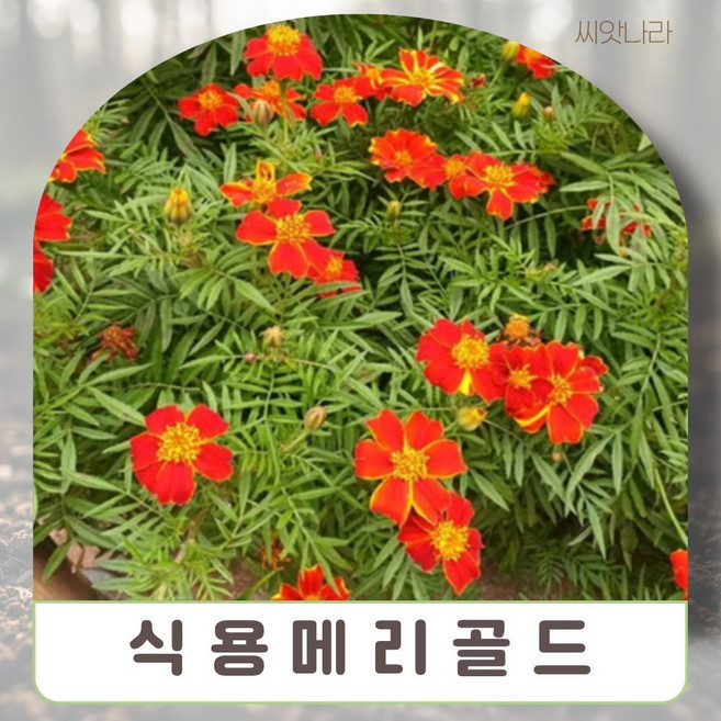식용메리골드-삼색혼합 씨앗 15립 나라 희귀 야생화 꽃씨 pur+9674cb