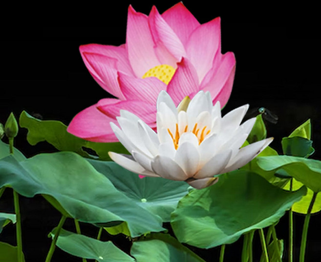 연꽃 종근 뿌리 3개 - 백련 홍련 랜덤 배송, 연꽃 종근 3개 (백련 홍련 랜덤)