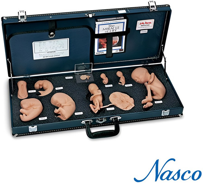 NASCO USA 탄생의신비 태아모형 25812 성교육교재 개월별 태아모형9개 DVD 세트