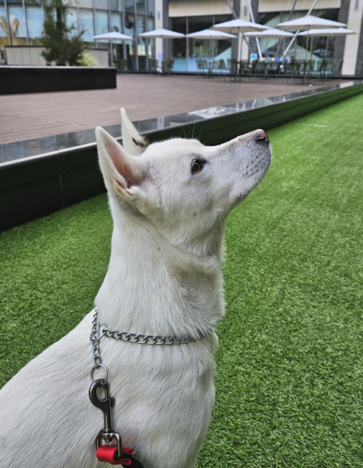 심바 반려견 베이직 체인목줄, 6호, 2개