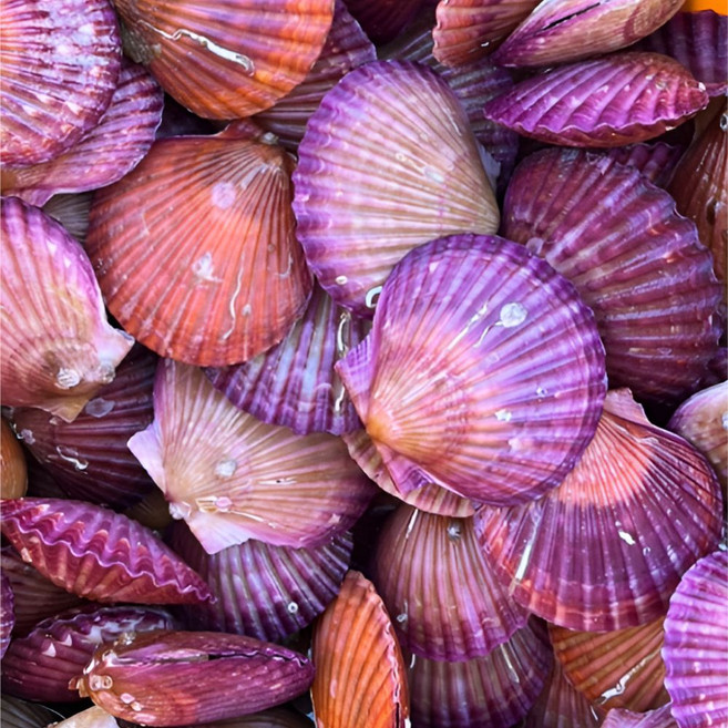 쪼이수산 산지직송 최상급 선별 손세척 고성 홍가리비, 1개, 5kg