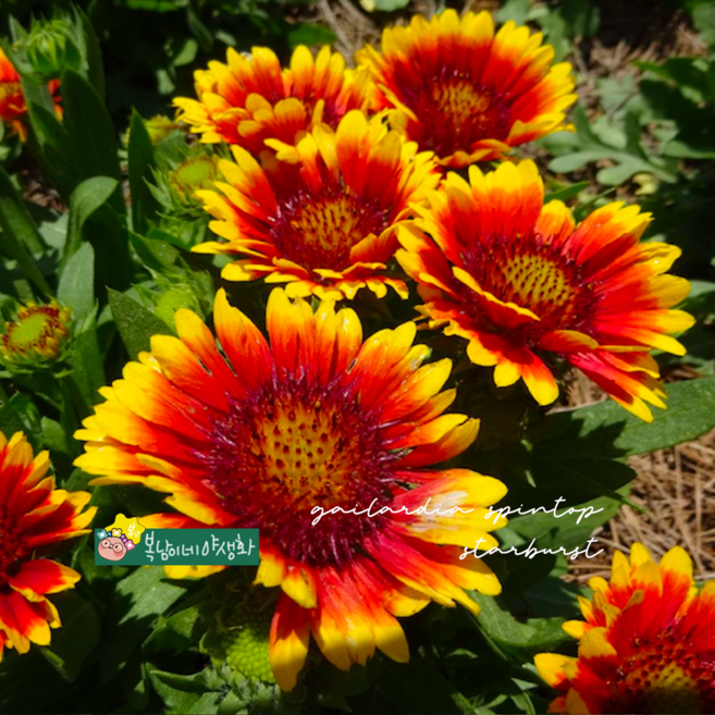 가일라르디아 스타버스트 [3개 복남이네야생화 모종 왜성 천인국 gailardia], 3개