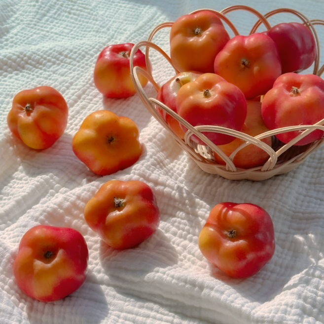 고당도 미니사과 별사과 루비에스 알프스오토메 1kg, 별사과못난이 1kg(소 17-25과), 1개