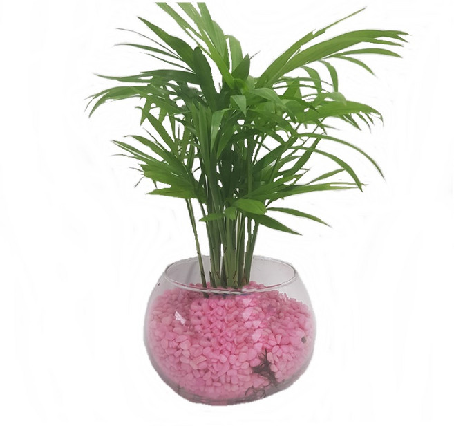 트리앤 1+1 푸딩병 개운죽 / 단지(1개) 아이비식물 테이블야자 천냥금 행운목 산데리아 홍콩야자 수경식물 수경재배, 55. 단지 테이블 야자(핑크) 1개, 1개