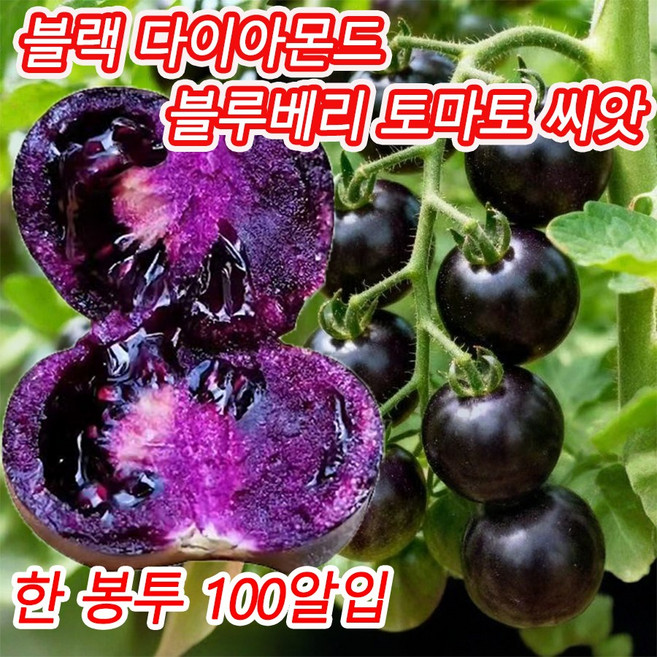 [빠른출고] 블랙 다이아몬드 블루베리 토마토 씨앗 흑방울토마토 모종 건강한 흑토마토 비타민C 풍부, 1개, 검정