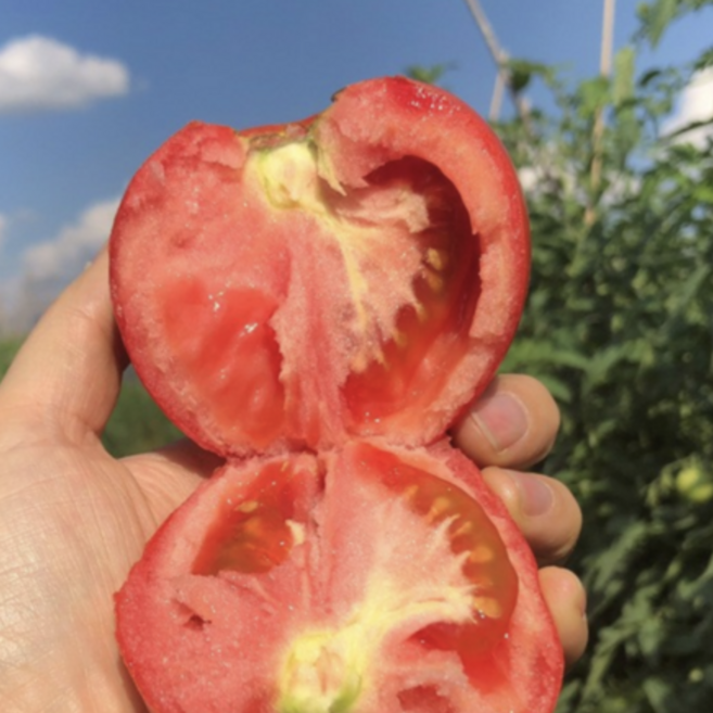 [24시간동안만 초특가할인] 특품완숙토마토 최대8brix이상 산지직송, 1박스, 10kg