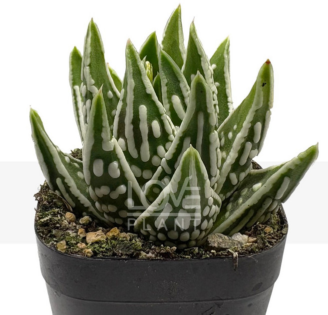 [천사의눈물] 천사의눈물 하월시아 다육식물 공기정화 식물키우기 인테리어, 1개