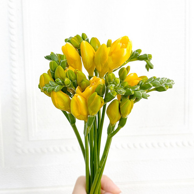 [플라워365마켓] 노랑 프리지아 10대 후리지아 꽃배달 싼곳 도매 생화꽃 경매 택배 발송, 1개