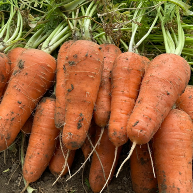 [재구매1위] 국내산특품 당근 햇당근 흙당근, 1개, 5kg (특)
