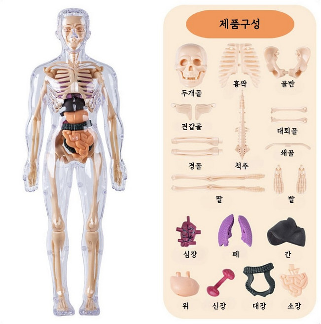 비큐리어스 인체 해부학 모형 세트 30조각 교육용
