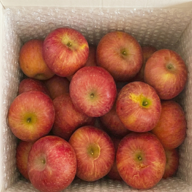 [하루딱50박스] 오픈특가 고당도 아삭농원 못난이사과, 1박스, 10kg