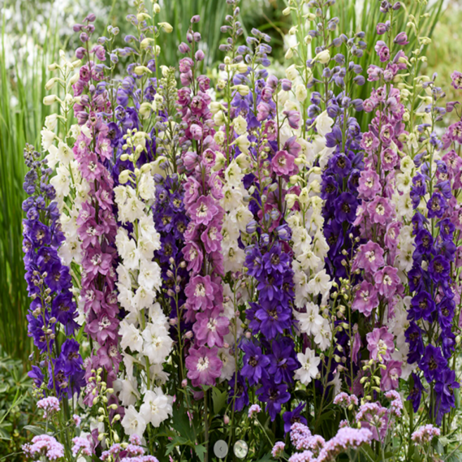 델피늄 '매직파운틴 Mix' [3포트] (복남이네야생화 델피늄 콤팩트 델피늄 색상랜덤), 3개