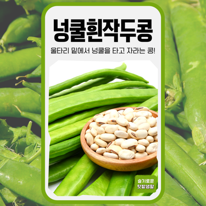 넝쿨흰작두콩 씨앗 10립 세계종묘 종자 모종 씨 농작물 작물 야채 채소 콩씨앗 작두콩, 1개