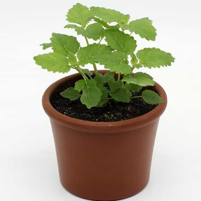 박스 허브 사무실용화분 식물기르기 화 레몬밤 86339EA 1(EA)