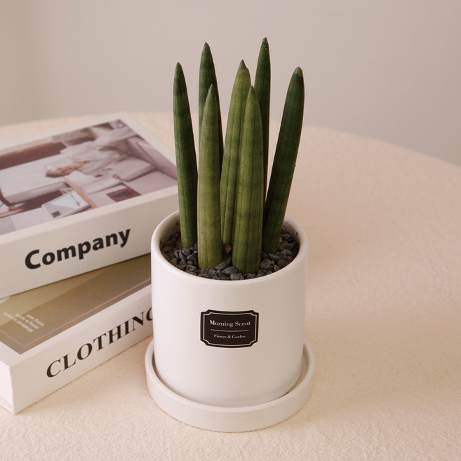 아침향기 실내공기정화식물 실내화분 무광 원형화분 [화이트], 무광원형 화이트  31.스투키7촉, 1개