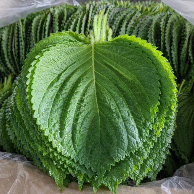 [신일농신] 국내산 깻잎 2kg 벌크깻잎 찹찹이깻잎 봉지깻잎, 1박스
