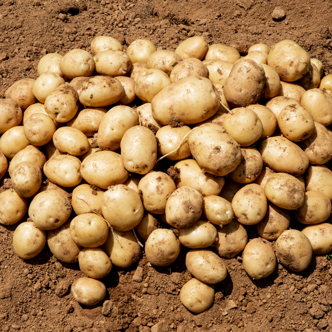 [강원산직송] 포슬포슬 강원도 두백감자 왕특, 1박스, 20kg