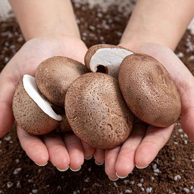 해피표고 산지직송 무농약 국내산 생 표고버섯 가정용 요리용 중품, 1박스, 1kg