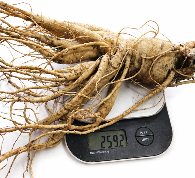 풍기인삼 6년근 특왕대 3-5뿌리/750g 난발 수삼 깨끗한 A급 도매판매 신선포장 한보인삼사, 1kg, 2세트