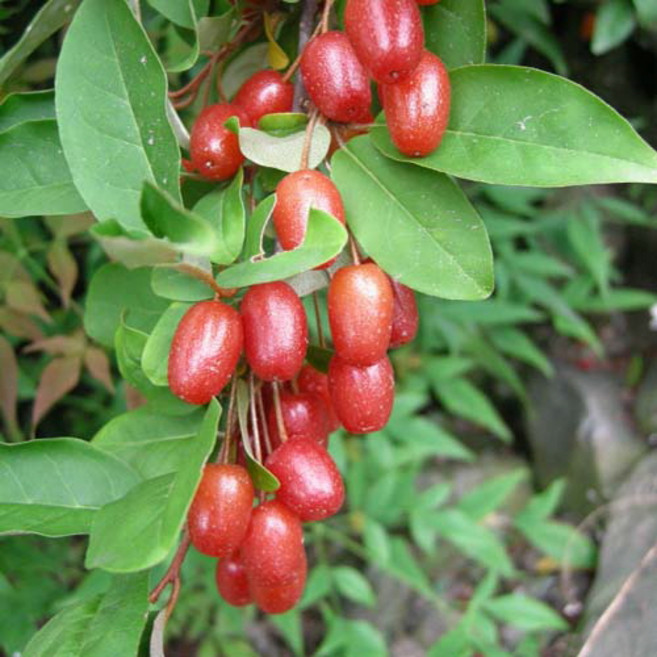 (나무농장) 보리수나무 왕보리수 삽목2년 묘목, 1개