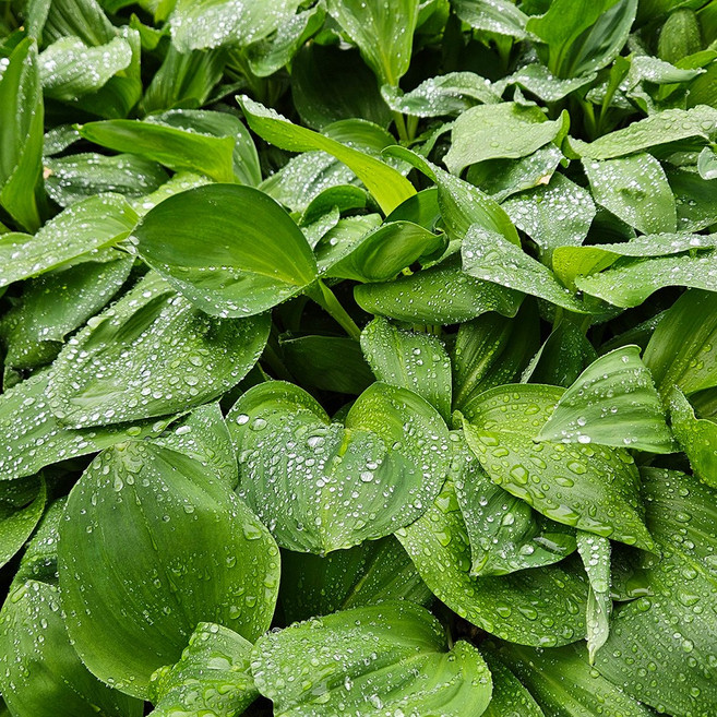 산지직송 강원도 울릉도종 대명이 명이나물 생채 산나물 대명이(쌈&짱아찌용), 1개, 1kg