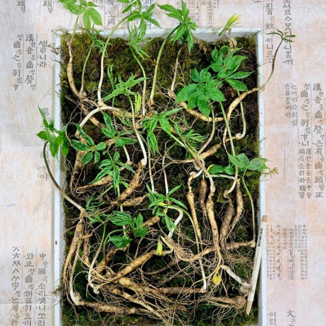 [한국산삼원] 산양산삼 잎대삼 10년근 산삼 100% 국내산 가정의달 부모님선물 지인선물 자연산 산삼 산양산삼 장뇌삼 선물추천, 100g, 1세트, 10년근 10뿌리