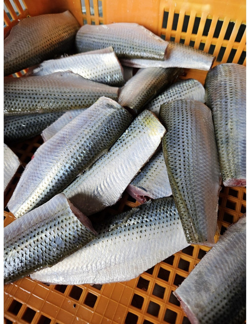 완도 전어 남해안 제철 가을전어 손질 500g 세꼬시 필렛 생선회 구이용 전어600g 증정, 1개, 냉동전어