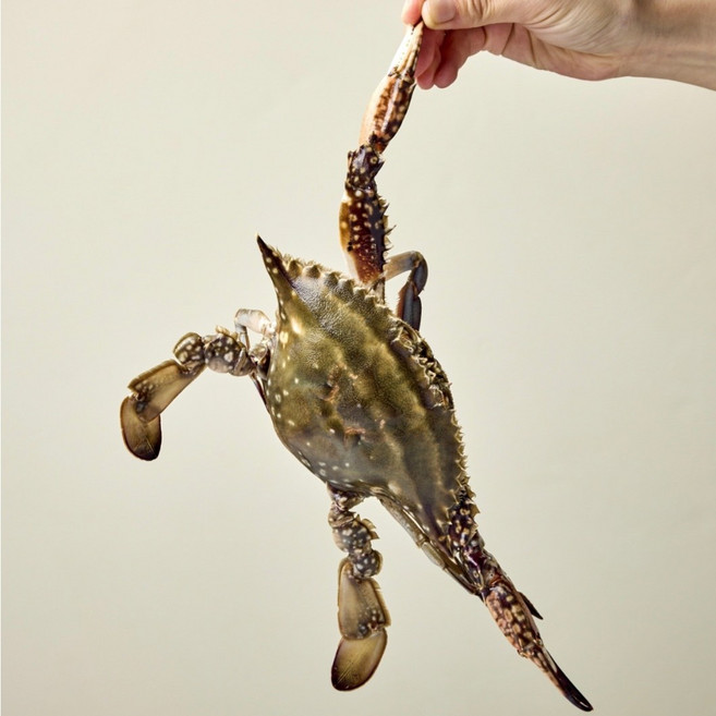 26년 선동 봄 알배기 암꽃게 중 1KG, 1개, 3KG