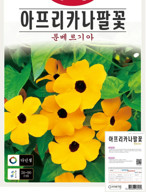 아프리카나팔꽃 씨앗(10립) 덩굴성 툰베르기아 종묘 종자 씨 영웅 KS, 1개