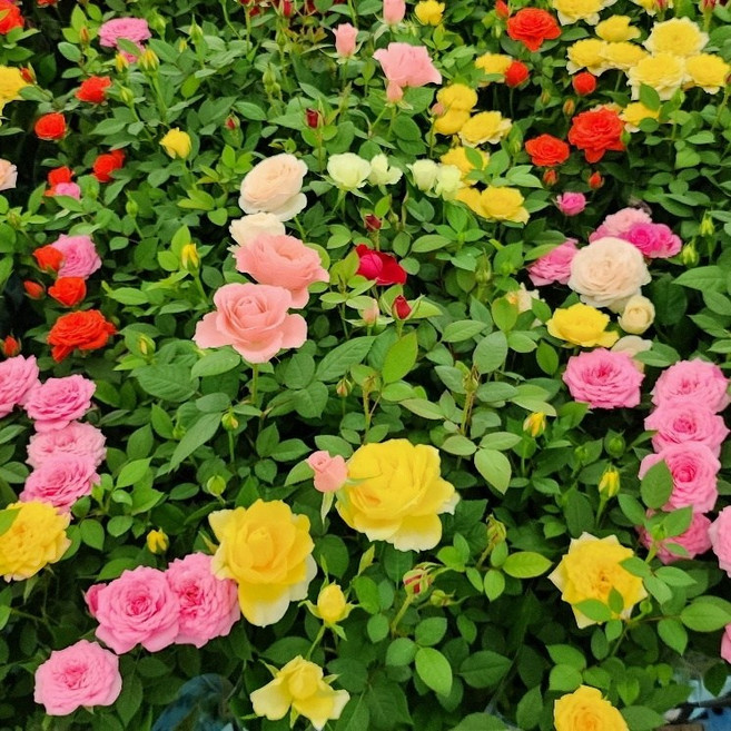 미니장미 특A급 3개1세트 소품 5가지색상랜덤발송 월동미니장미 특상품 에이피플랜츠, 1개, 기본