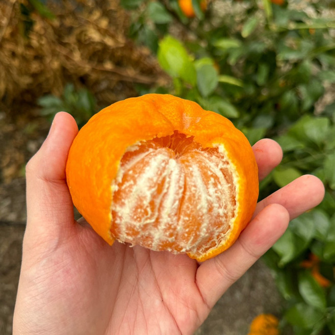 [겨울왕자] 제주 윈터프린스 중과, 1박스, 3kg (16-20과)