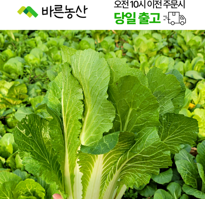 < 바른농산 > 국내산 얼갈이배추 단배추, 1개, 4kg