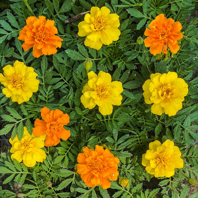 [모종가게]메리골드 꽃 화분 모종 식물, 메리골드모종(주황색), 1개