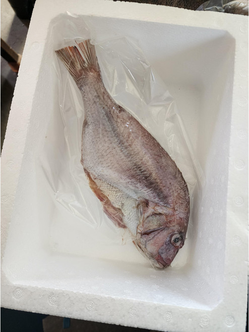 자연산 반건조 도미 중량 실한 참돔 제수용 제사상 대 (30cm 550g), 1개, 손질후 35cm/ 550g