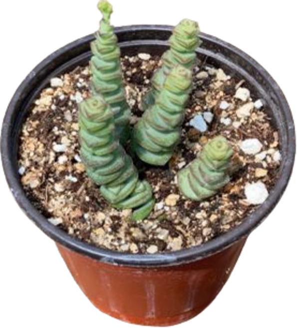 그린플랜트 다육식물 루페스트리 1+1